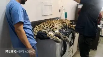 چه بلایی بر سر پلنگ کلاه‌قاضی آمده؟