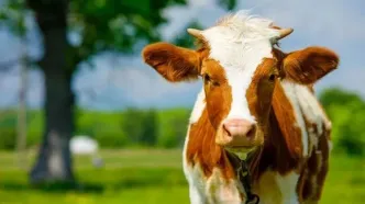 روتین مراقبت پوستیِ یک گاو در مجازی غوغا کرد!