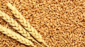 اعلام قیمت جدید گندم