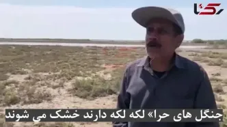 جنگل های حرا لکه لکه دارند خشک می شوند / مرگ تدریجی که از سیریک آغاز شد / علل؛ قاچاق سوخت،صنعت و گردشگری کنترل‌نشده