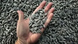 وقتی تهرانی‌ها روزی ۲۰۰ هزار کیلو تخمه می‌خوردند!