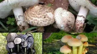 ظهور انواع قارچ سمی خطرناک در بهار