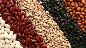 قیمت هر دانه لوبیا به ۱۷۵ تومان رسید!