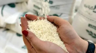 خبر رسمی درباره افزایش قیمت برنج اعلام شد (۱۷ اردیبهشت)