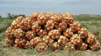 آغاز خرید توافقی پیاز از کشاورزان ‌