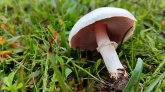 آمار هولناک فوتی‌ها و مسمومان با قارچ سمی