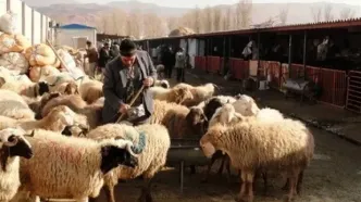 قیمت دام زنده امروز یکشنبه ۲۱ اردیبهشت ۱۴۰۴