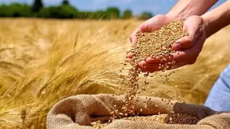 آخرین اخبار خرید تضمینی گندم / خرید تضمینی ۹۸۰ هزار تن گندم از آغاز فصل برداشت