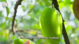 ببینید؛ مراحل کاشت، برداشت و فرآوری میوه ستاره ای(کارامبولا ) در فیلیپین