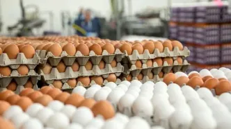قیمت رسمی تخم مرغ اعلام شد (۱۳ اردیبهشت)