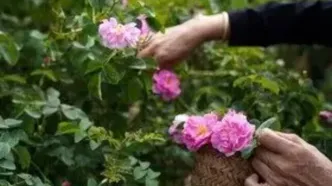 برداشت گل محمدی در روستای اله رودبار - بابل