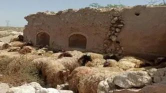 قیمت جدید دام زنده در بازار استان های مختلف اعلام شد/ گوسفند و گوساله چند شد؟+ جدول