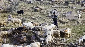 مجروح شدن یک دامدار ۶۰ساله بر اثرحمله خرس