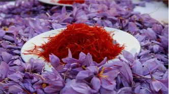 موجودی زعفران در انبار‌ها ۴۵ تن است
