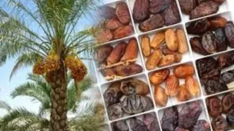علت گرانی خرما بالاخره مشخص شد