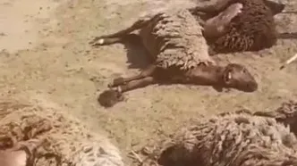 ببینید؛ حمله پلنگ به گوسفندان در شاهرود