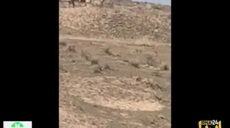 حضور سه قلاده یوزپلنگ آسیایی در مرز مشترک خراسان‌ رضوی و سمنان تصویربرداری شد