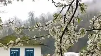 سمفونی آرامش: تجربه صدای طبیعت جنگل هیرکانی سوادکوه + فیلم