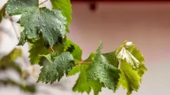 درمان معده‌درد با برگ انگور