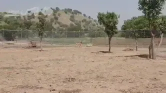 تصاویری از بزرگترین سایت احیا گوزن زرد ایرانی