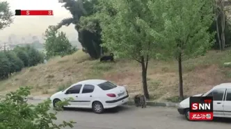 سگ‌های ولگرد دانشگاه شهید بهشتی؛ جان دانشجویان در خطر است!/فیلم