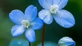 فال ابجد محشر 28 اردیبهشت