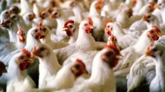 قطری‌ها تخم‌مرغ ایرانی را پس زدند