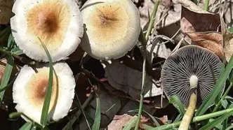 آمار هولناک فوتی‌ها و مسمومان با قارچ سمی در سال جاری