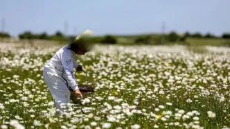 تصاویر؛ جنگل «فندقلو»؛ نگین سرسبز اردبیل در آغوش جنگل‌های هیرکانی
