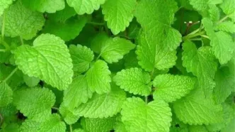 درمان آلزایمر با این دو گیاه