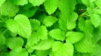 درمان آلزایمر با گیاهان «وج و بادرنجبویه»