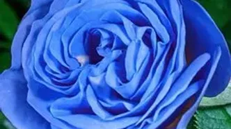 تفسیر فال حافظ 28 اردیبهشت + فیلم