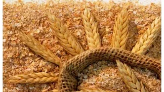 نرخ جدید سبوس مصوب شد