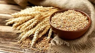 قیمت جدید گندم اعلام شد؛ جزییات جدید درباره پرداخت مطالبات گندم‌کاران