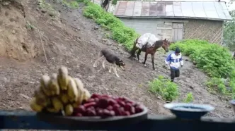 ببینید، غذای روستایی در ایران؛ تهیه مربا و پنکیک با توت فرنگی