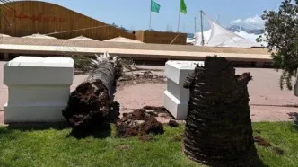 سقوط نخل در جشنواره کن