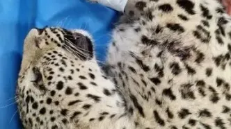 پلنگ زخمی البرز تلف شد