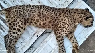ماده پلنگ ایرانی در البرز تلف شد