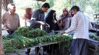 ویدئو عجیب از نحوه شست و شوی سبزی در شهریار!