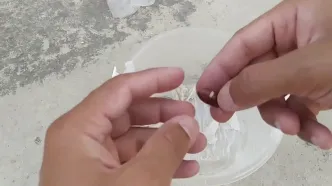 نحوه کاشت درخت خرما در گلدان؛ قدم به قدم از هسته خرما تا پرورش نخل