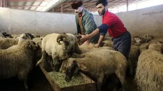بررسی قیمت دام زنده در استان‌های مختلف؛ ۳۱ اردیبهشت ۱۴۰۴