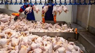 آخرین نرخ شبانه / قیمت دام زنده امروز پنجشنبه ۲۵ اردیبهشت ۱۴۰۴