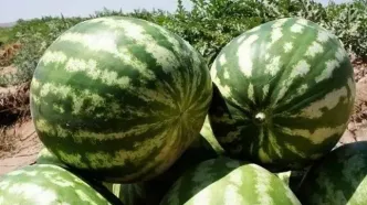 ماجرای هندوانه صادراتی ایران به روسیه به کجا رسید؟+فیلم