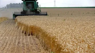 مقصر اصلی اصلاح نشدن قیمت تضمینی گندم یکی از این دو مسئول است