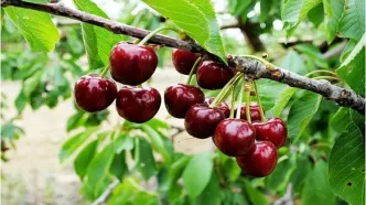 پس از گوجه سبز و چغاله بادام، گیلاس هم با قیمت میلیونی به بازار رسید!