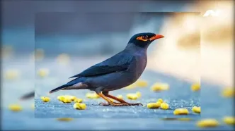 ادامه قاچاق گسترده مرغ مینا
