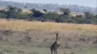 ببینید؛ نبرد بی‌امان شیرهای ماده با غول بلندبالای ساوانا