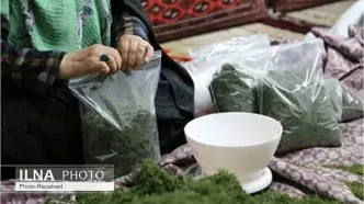 صادرات مشاغل خانگی مازندران ۱۰۰ میلیون دلار در سال است