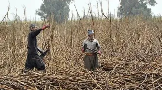 فوت یک کارگر کشاورزی در شرکت کشت و صنعت نیشکر هفت تپه