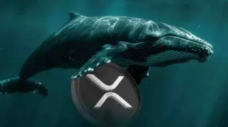 شرط‌بندی ۶ میلیون دلاری نهنگ‌ بزرگ روی ریپل! قیمت XRP آماده انفجار است؟